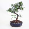 Chinese Elm Bonsai Tree Number 534 available to buy online from All Things Bonsai Sheffield Yorkshire with free UK delivery