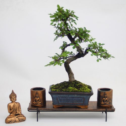 Bonsai Display Stands Archives ALL THINGS BONSAI