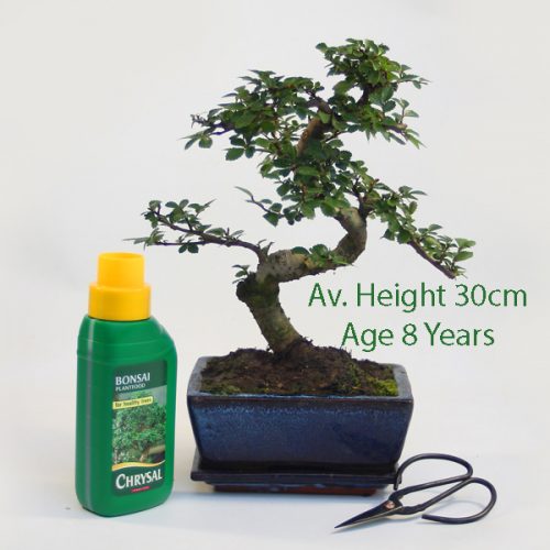 All Things Bonsai Bonsai Trees, Kits, Pots, Feeds & Tools
