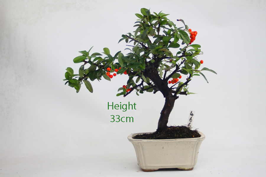 Pyracantha Flowering Bonsai Tree 466 ALL THINGS BONSAI