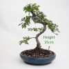 Chinese Elm Bonsai Tree Number 412 available to buy online from All Things Bonsai Sheffield Yorkshire with free UK delivery
