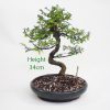 Chinese Elm Bonsai Tree Number 435 available to buy online from All Things Bonsai Sheffield Yorkshire with free UK delivery