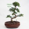 Chinese Elm Bonsai Tree Number 261 available to buy online from All Things Bonsai Sheffield Yorkshire with free UK delivery