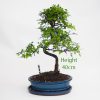 Chinese Elm Bonsai Tree Number 485 available to buy online from All Things Bonsai Sheffield Yorkshire with free UK delivery