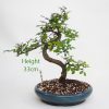 Chinese Elm Bonsai Tree Number 482 available to buy online from All Things Bonsai Sheffield Yorkshire with free UK delivery