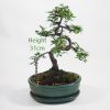 Chinese Elm Bonsai Tree Number 479 available to buy online from All Things Bonsai Sheffield Yorkshire with free UK delivery