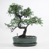 Chinese Elm Bonsai Tree Number 331 available to buy online from All Things Bonsai Sheffield Yorkshire with free UK delivery