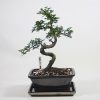 Chinese Elm Bonsai Tree Number 518 available to buy online from All Things Bonsai Sheffield Yorkshire with free UK delivery