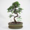 Chinese Elm Bonsai Tree Number 481 available to buy online from All Things Bonsai Sheffield Yorkshire with free UK delivery