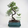 Chinese Elm Bonsai Tree Number 473 available to buy online from All Things Bonsai Sheffield Yorkshire with free UK delivery