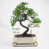 Chinese Elm Bonsai Tree Number 527 available to buy online from All Things Bonsai Sheffield Yorkshire with free UK delivery