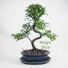 Chinese Elm Bonsai Tree Number 336 available to buy online from All Things Bonsai Sheffield Yorkshire with free UK delivery