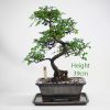Chinese Elm Bonsai Tree Number 3 available to buy online from All Things Bonsai Sheffield Yorkshire with free UK delivery