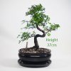 Chinese Elm Bonsai Tree Number 557 available to buy online from All Things Bonsai Sheffield Yorkshire with free UK delivery