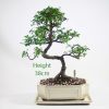 Chinese Elm Bonsai Tree Number 601 available to buy online from All Things Bonsai Sheffield Yorkshire with free UK delivery