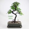 Chinese Elm Bonsai Tree Number 250 available to buy online from All Things Bonsai Sheffield Yorkshire with free UK delivery
