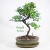 Chinese Elm Bonsai Tree Number 240 available to buy online from All Things Bonsai Sheffield Yorkshire with free UK delivery