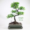 Chinese Elm Bonsai Tree Number 258 available to buy online from All Things Bonsai Sheffield Yorkshire with free UK delivery