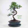 Chinese Elm Bonsai Tree Number 762 available to buy online from All Things Bonsai Sheffield Yorkshire with free UK delivery