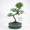 Chinese Elm Bonsai Tree Number 213 available to buy online from All Things Bonsai Sheffield Yorkshire with free UK delivery