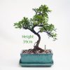 Chinese Elm Bonsai Tree Number 604 available to buy online from All Things Bonsai Sheffield Yorkshire with free UK delivery