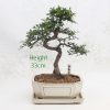 Chinese Elm Bonsai Tree Number 446 available to buy online from All Things Bonsai Sheffield Yorkshire with free UK delivery