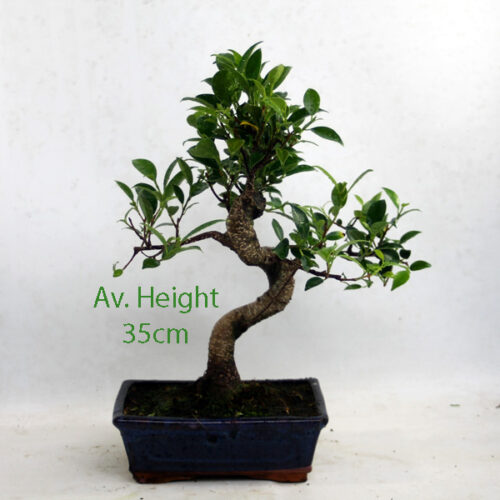 Ficus Bonsai Tree 20cm Wide Glazed Pot available to buy online from All Things Bonsai Sheffield Yorkshire with free UK delivery