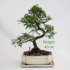 Chinese Elm Bonsai Tree Number 332 available to buy online from All Things Bonsai Sheffield Yorkshire with free UK delivery