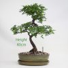 Chinese Elm Bonsai Tree Number 235 available to buy online from All Things Bonsai Sheffield Yorkshire with free UK delivery
