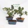 Flowering Bonsai Azalea Starter Tree online from All Things Bonsai Sheffield Yorkshire with free UK delivery