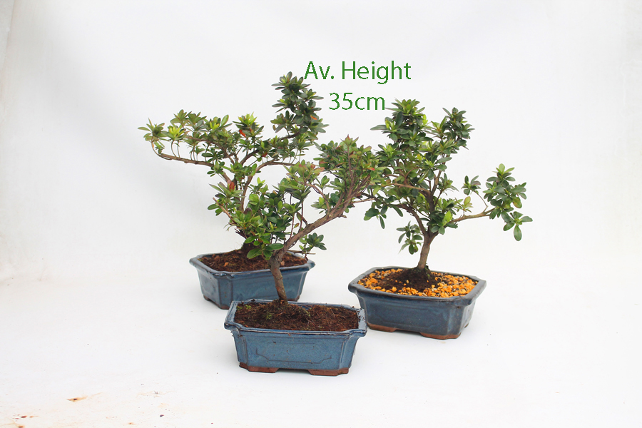 12+ Best Starter Indoor Bonsai Tree The Latest Hobby plan