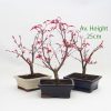 Acer Palmatum Deshojo Japanese Maple Starter Bonsai Tree available to buy online from All Things Bonsai Sheffield Yorkshire with free UK delivery