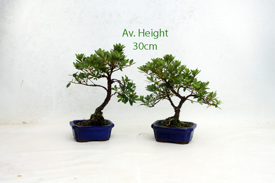 Azalea Flowering Bonsai Tree Small available to buy from All Things Bonsai Sheffield Yorkshire with free UK delivery