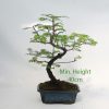 Dawn Redwood Bonsai Tree Part Trained 40cm Height available to buy online from All Things Bonsai Sheffield Yorkshire with free UK delivery