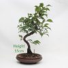 Japanese Flowering Apricot Bonsai Tree Number 559 available to buy online from All Things Bonsai Sheffield Yorkshire with free UK delivery