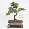 Chinese Elm Bonsai Tree Number 107 available to buy online from All Things Bonsai Sheffield Yorkshire with free UK delivery