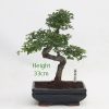 Chinese Elm Bonsai Tree Number 428 available to buy online from All Things Bonsai Sheffield Yorkshire with free UK delivery