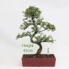 Chinese Elm Bonsai Tree Number 748 available to buy online from All Things Bonsai Sheffield Yorkshire with free UK delivery