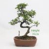 Chinese Elm Bonsai Tree Number 490 available to buy online from All Things Bonsai Sheffield Yorkshire with free UK delivery
