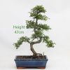 Chinese Elm Bonsai Tree Number 329 available to buy online from All Things Bonsai Sheffield Yorkshire with free UK delivery