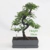 Chinese Elm Bonsai Tree Number 317 available to buy online from All Things Bonsai Sheffield Yorkshire with free UK delivery