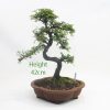 Chinese Elm Bonsai Tree Number 406 available to buy online from All Things Bonsai Sheffield Yorkshire with free UK delivery