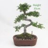 Chinese Elm Bonsai Tree Number 304 available to buy online from All Things Bonsai Sheffield Yorkshire with free UK delivery