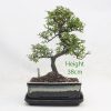 Chinese Elm Bonsai Tree Number 403 available to buy online from All Things Bonsai Sheffield Yorkshire with free UK delivery