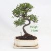 Chinese Elm Bonsai Tree Number 468 available to buy online from All Things Bonsai Sheffield Yorkshire with free UK delivery