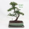 Chinese Elm Bonsai Tree Number 274 available to buy online from All Things Bonsai Sheffield Yorkshire with free UK delivery