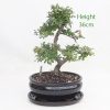 Chinese Elm Bonsai Tree Number 302 available to buy online from All Things Bonsai Sheffield Yorkshire with free UK delivery