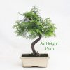 Dawn Redwood Bonsai Tree available to buy online from All Things Bonsai Sheffield Yorkshire with free UK delivery