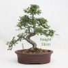 Chinese Elm Bonsai Tree Number 554 available to buy online from All Things Bonsai Sheffield Yorkshire with free UK delivery