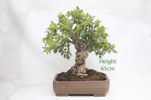 Specimen Flowering Bonsai Tree Crab Apple Malus available to buy from our nursery at All Things Bonsai Sheffield Yorkshire